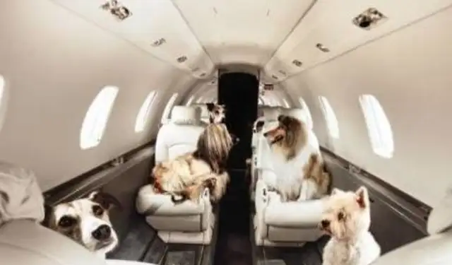Alaskan plane! South flight: All documents, this is a psycho-comfort dog