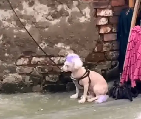 The dogs were all colored, and the passersby laughed: We were kids, and they were used to it