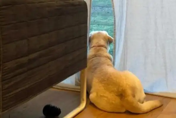 Dogs are suffocated, climbing the chimney "breakout"? It's a rumor. Just came out of the coal