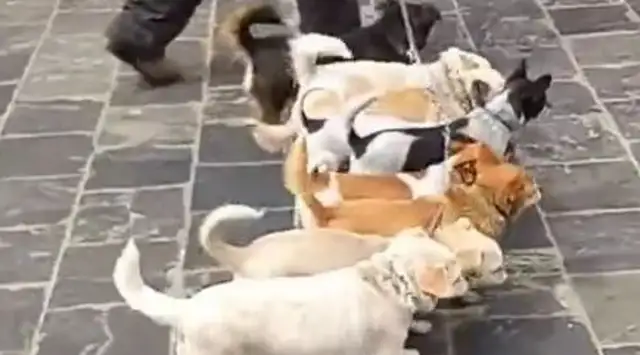 There's an old man walking a dog in Tibet. That's a good technique