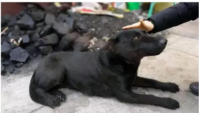 How cute are the country dogs? Everyone who's raised knows