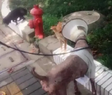 The stray dog was abused and wounded, and the woman was taken to the hospital, but she was surprised