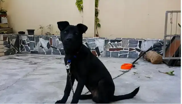 How cute are the country dogs? Everyone who's raised knows