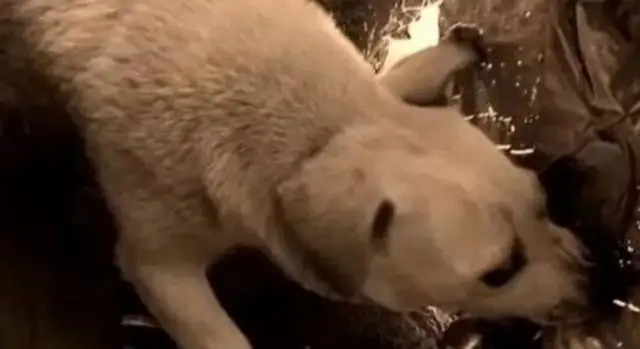 In times of distress, dogs choose their master and abandon their children