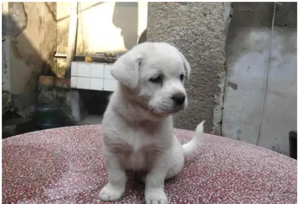 How cute are the country dogs? Everyone who's raised knows