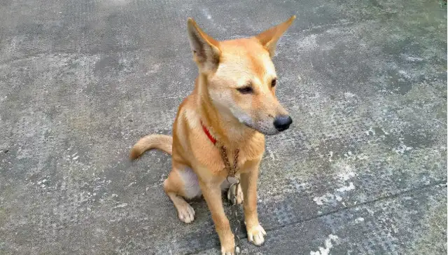 How cute are the country dogs? Everyone who's raised knows