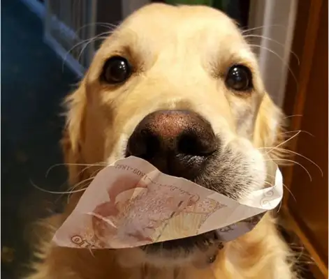 It's a good thing to have a pet dog