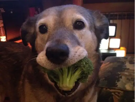 It's a good thing to have a pet dog