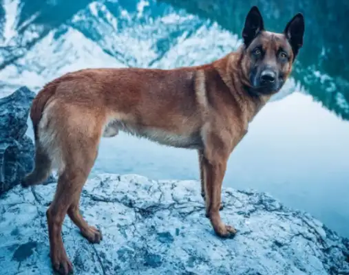 THE DEVIL IN THE UNIFORM: HORSE DOGS, FROM CHILDHOOD TO C