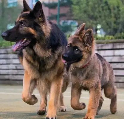 THE DEVIL IN THE UNIFORM: HORSE DOGS, FROM CHILDHOOD TO C