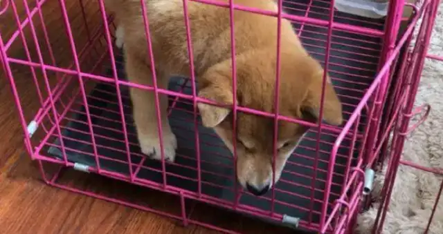 There's a living room and a bedroom in the cage of the dog