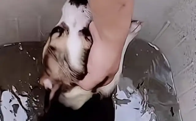 Henan's students beat dogs with washing machines, bleeding in the eyes, school and police intervention