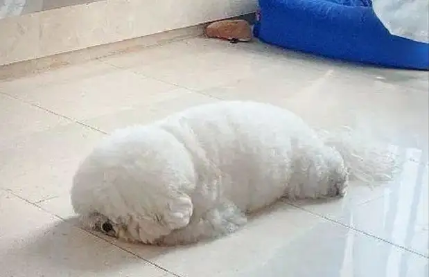 The dog got mad and turned his head when the master cried. Where's your neck