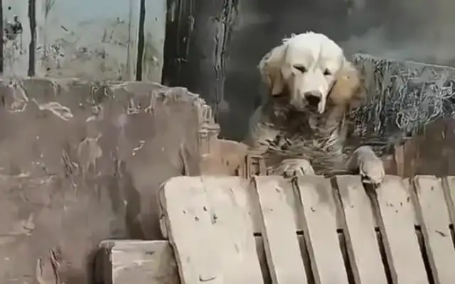 The poor golden dog was kept in a pigsty for six months