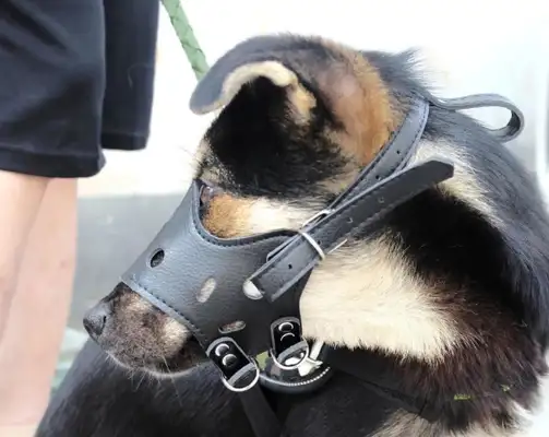 New rules for dogs, uncivilized and illegal