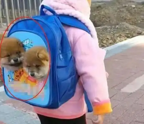 The girl went to school with the dog on her back, the teacher scolded her with the nose and looked at her and apologized