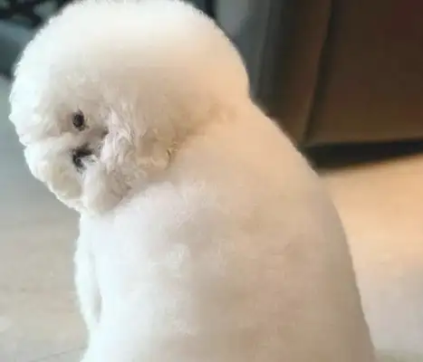 The dog got mad and turned his head when the master cried. Where's your neck