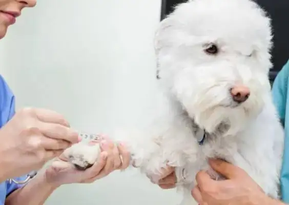 New rules for dogs, uncivilized and illegal