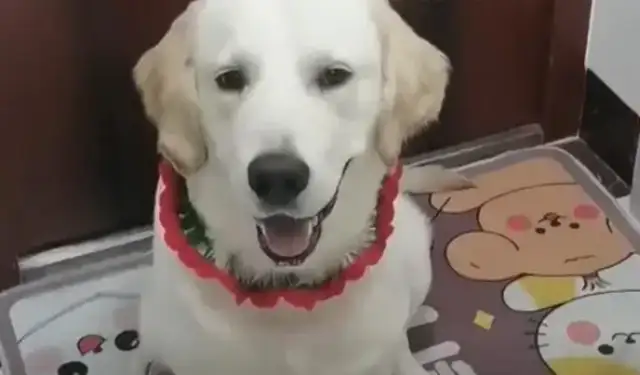 The poor golden dog was kept in a pigsty for six months