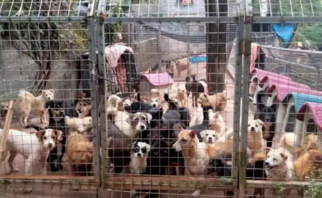 Help! She gave up her business and gave up her life to feed more than 800 stray dogs at Lanbrook