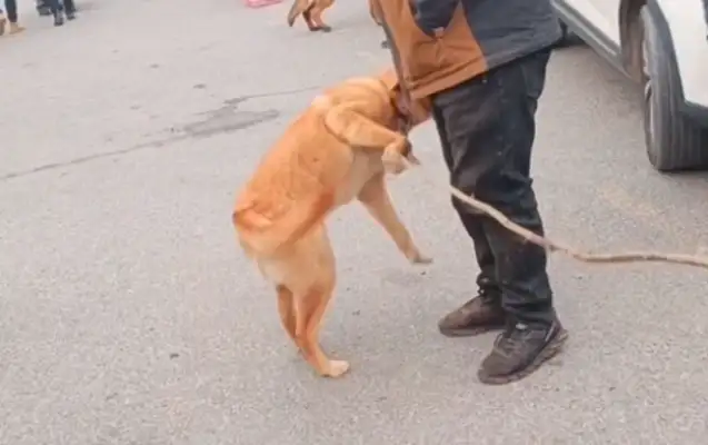 The kid tried to kill the dog for meat in New Year's