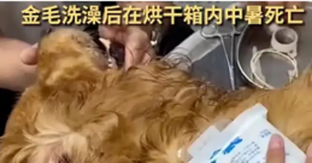 After a bath by a pet dog in Shenzhen, he died of drying? The pet hospital response