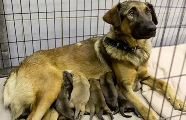 The stray dog had a puppy on the Moscow subway and the train stopped and the passengers were happy