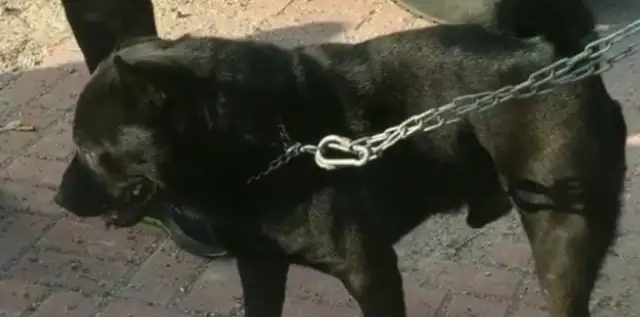A dog in Dog City costs $65,000? Big brother: This is the five black men with the tail of money