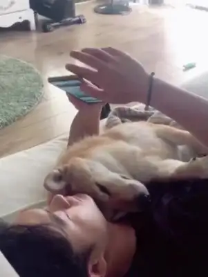 When the man looked at the phone, he accidentally hit the dog in his arms. Dog: Make sure your eyes understand you