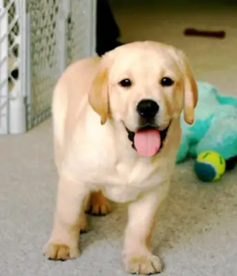 When Labrador fell into the sewer, the fireman rescued it, and the dog knew