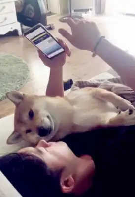When the man looked at the phone, he accidentally hit the dog in his arms. Dog: Make sure your eyes understand you