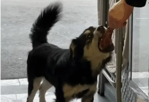 I found a little stray dog, but the netizen grew up: it was so polite