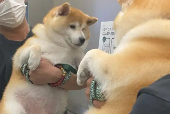 The Lord looked in the mirror with a firewood dog, and he wouldn't come himself: if I didn't look, I wouldn't be fat