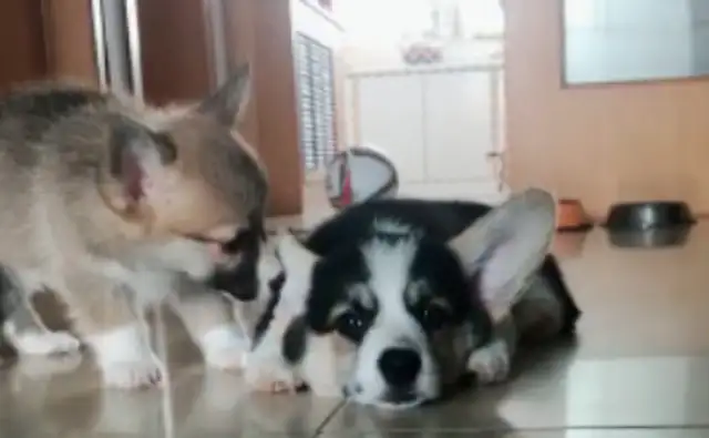 The pet dog has a habit of biting his partner's ears