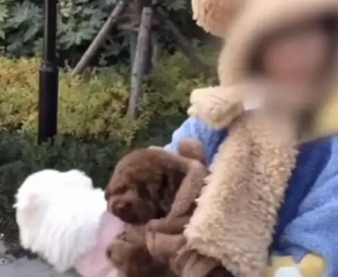The Shaanxi couple walked the dog without a rope to the child, owner of the dog: The dog is more expensive than your child