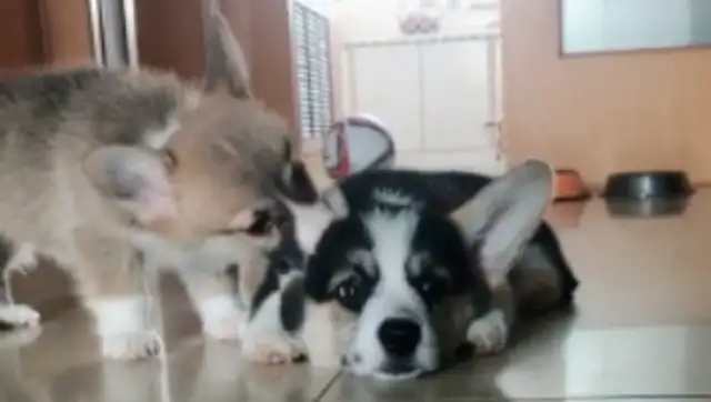 The pet dog has a habit of biting his partner's ears