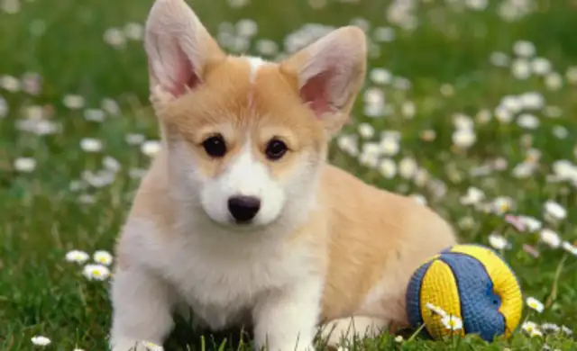 Do dogs get infected with dogs