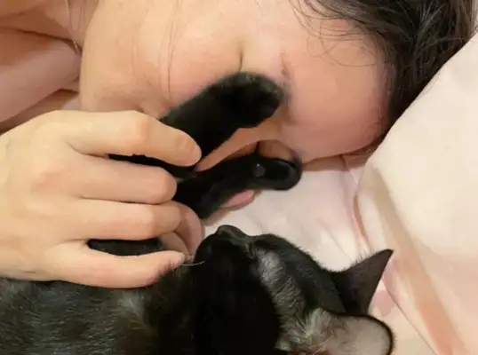 Cats don't want to buy a dog's blindfold, but they're using their claws to cover their eyes