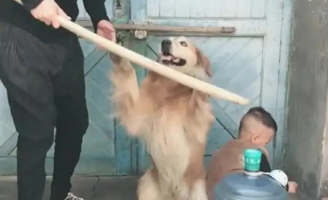 The wrong father beats the kid with a wooden stick, dog: biological parents, don't fight