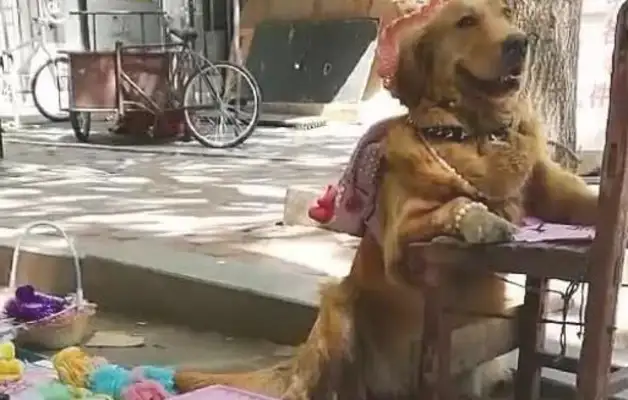 Dogs make a stand for the master, Net: You can sell a lot more money a day with a golden doggy