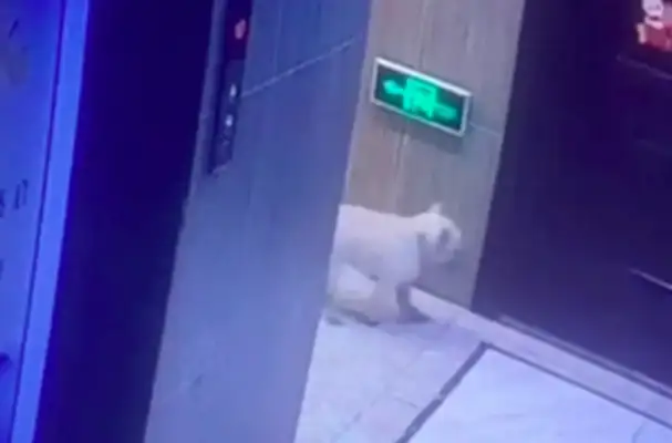 The master comes in and closes the door. He didn't scream. He waited hours at the door