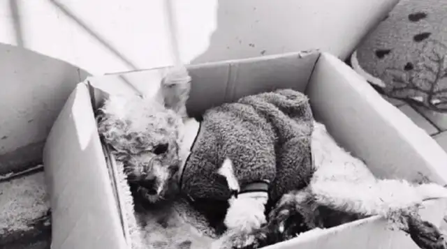 The skull, the pelvis are fractured. Poor stray dog