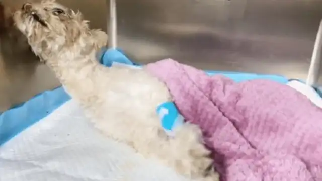 The skull, the pelvis are fractured. Poor stray dog