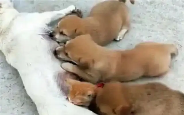 The orange cat comes every day to suckle, eats an unsatisfied puppy