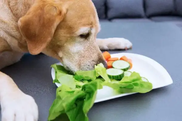 The dog at home didn't eat dog food, so the master came up with a solution..