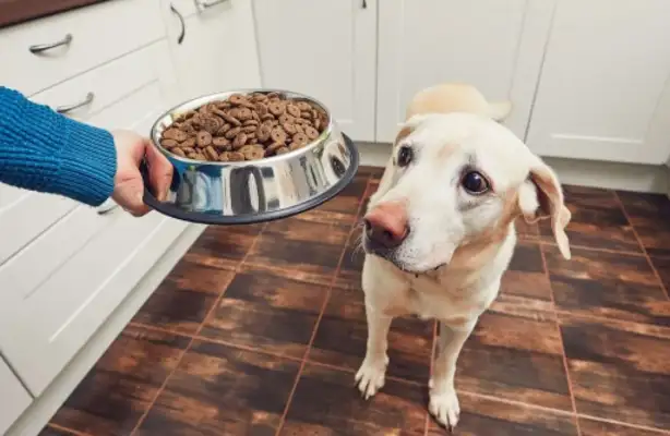 The dog at home didn't eat dog food, so the master came up with a solution..