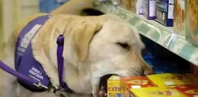 DOGS LEARN TO READ MEDICAL RECORDS, USE HUMAN SKILLS LIKE ATMS, ALL BECAUSE THEY LOVE THEIR MASTER