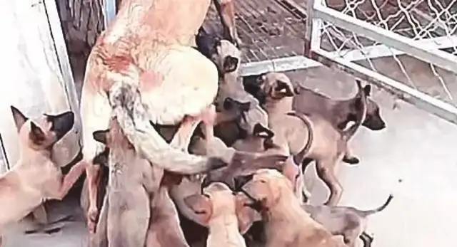 When the dog was pregnant, the owner wanted to sell it for money, and it was more severe