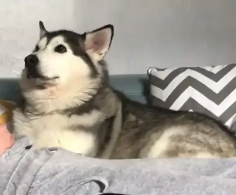 A stray dog is adopted by a dairy farmer and gives milk to himself every day