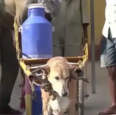 A stray dog is adopted by a dairy farmer and gives milk to himself every day